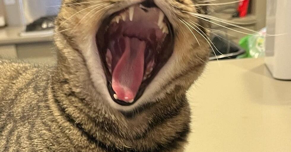 Walter Cronkat Reports: Feed me