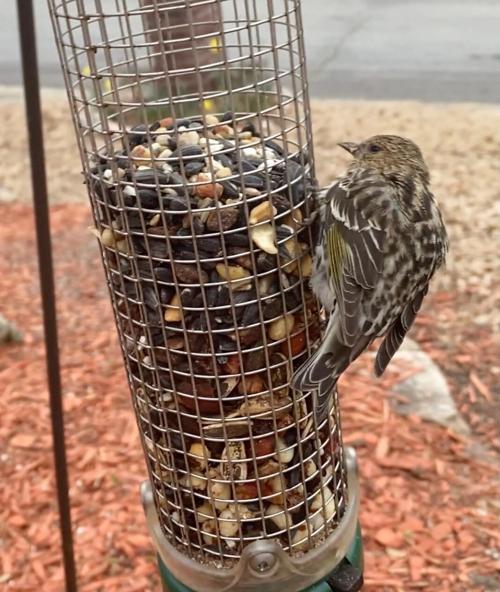 Treat Sick Or Dead Birds With Caution They May Have Salmonella Outdoors Magnoliareporter Com