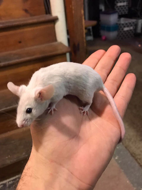 Breeding fancy hot sale mice