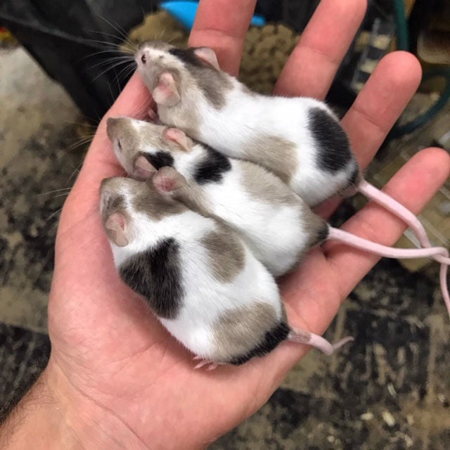 fancy mouse breeding