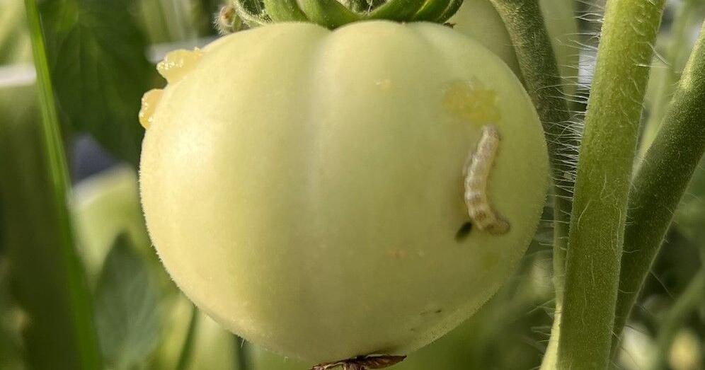 Tomato, corn pests in town for the 4th of July - Vimarsana News
