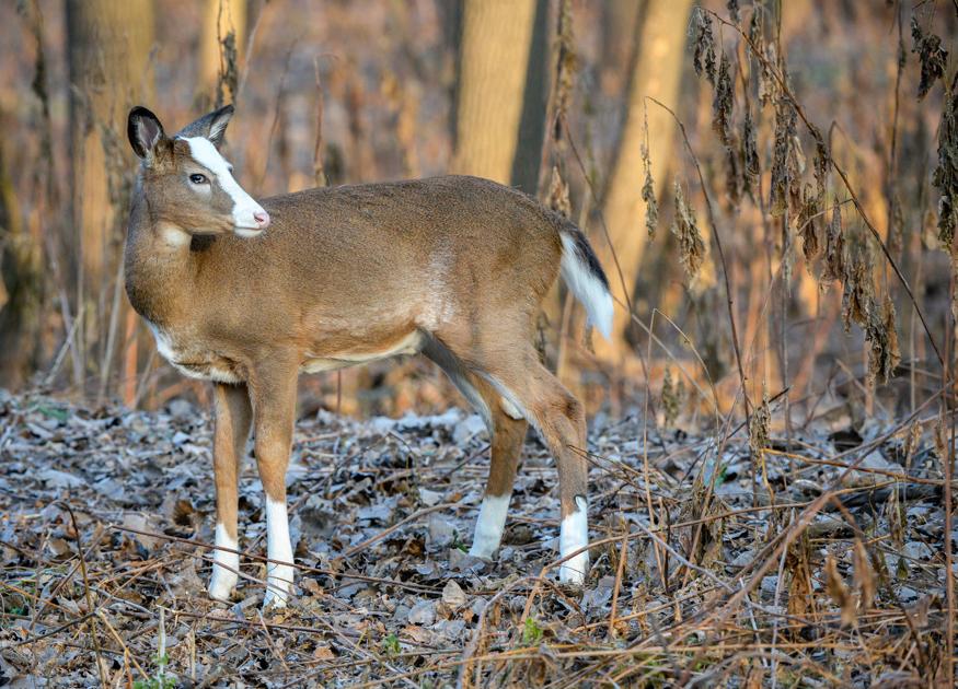 Not Just Any Deer: Rare animal haunts Minnesota River bottoms | Sports