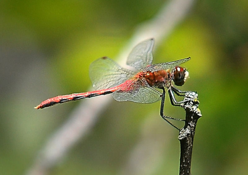 Dragonfly hike held at Minneopa | Local News | mankatofreepress.com