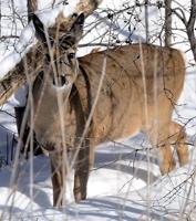 Area residents get ready for deer hunt opener