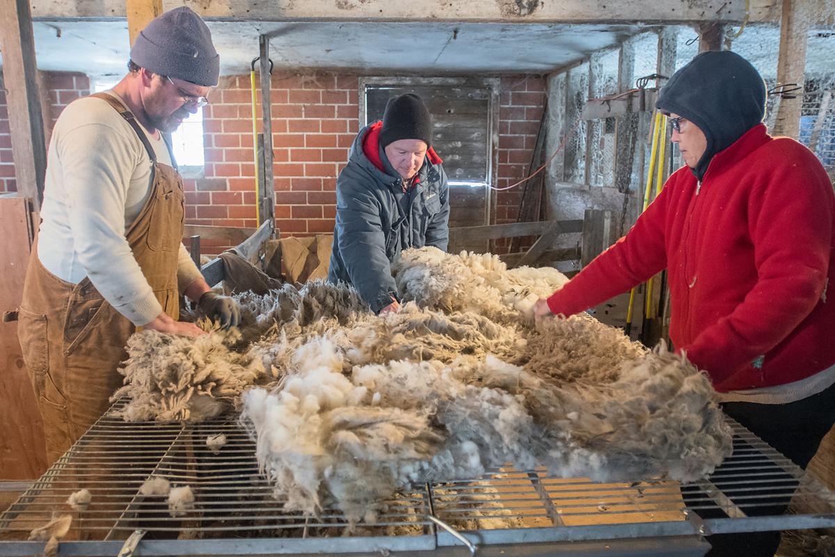 Woolly workdays for area sheep shearer Local News