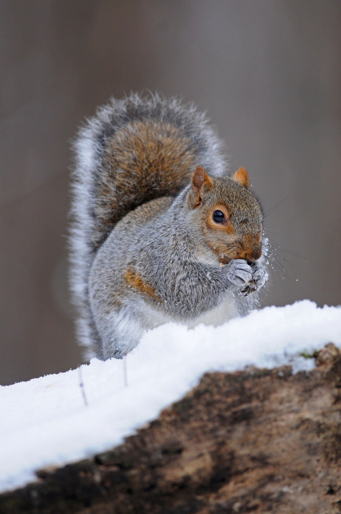 Outdoors Smallgame hunting is relaxing fun Local News