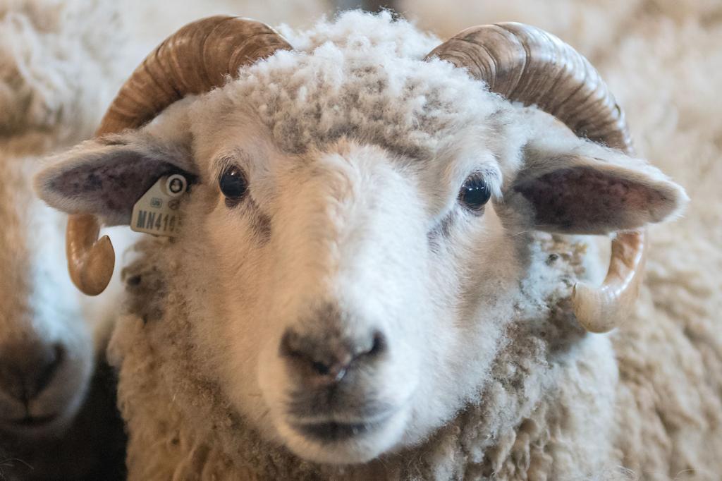Woolly workdays for area sheep shearer | Local News 