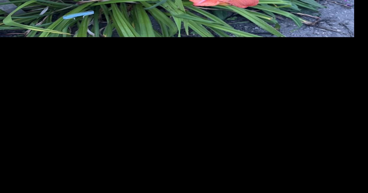 Market Corner: Time to plant fall bulbs