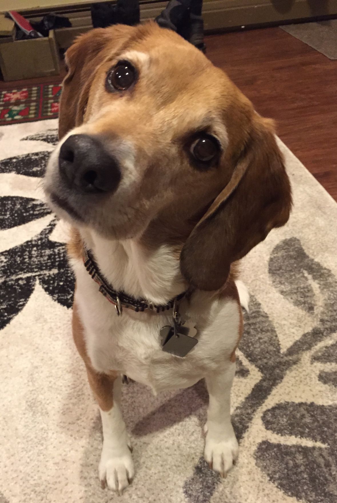 Why we love the Beagle Lifestyles mankatofreepress