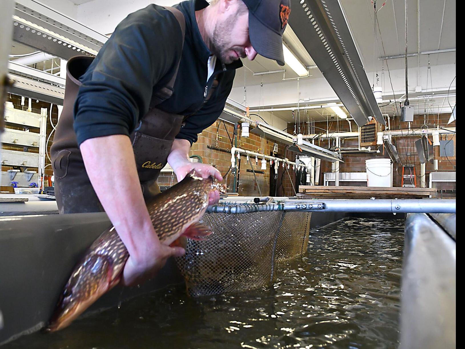 At the hatchery, the tales about fish have their true beginning