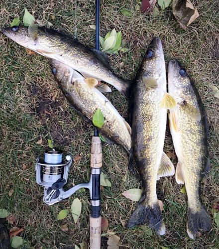 A walleye is a walleye, but special strain found in southern Minnesota, Local News