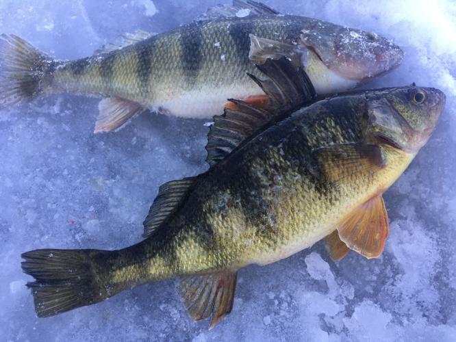 Casting the Mississippi River for JUMBO Perch! 