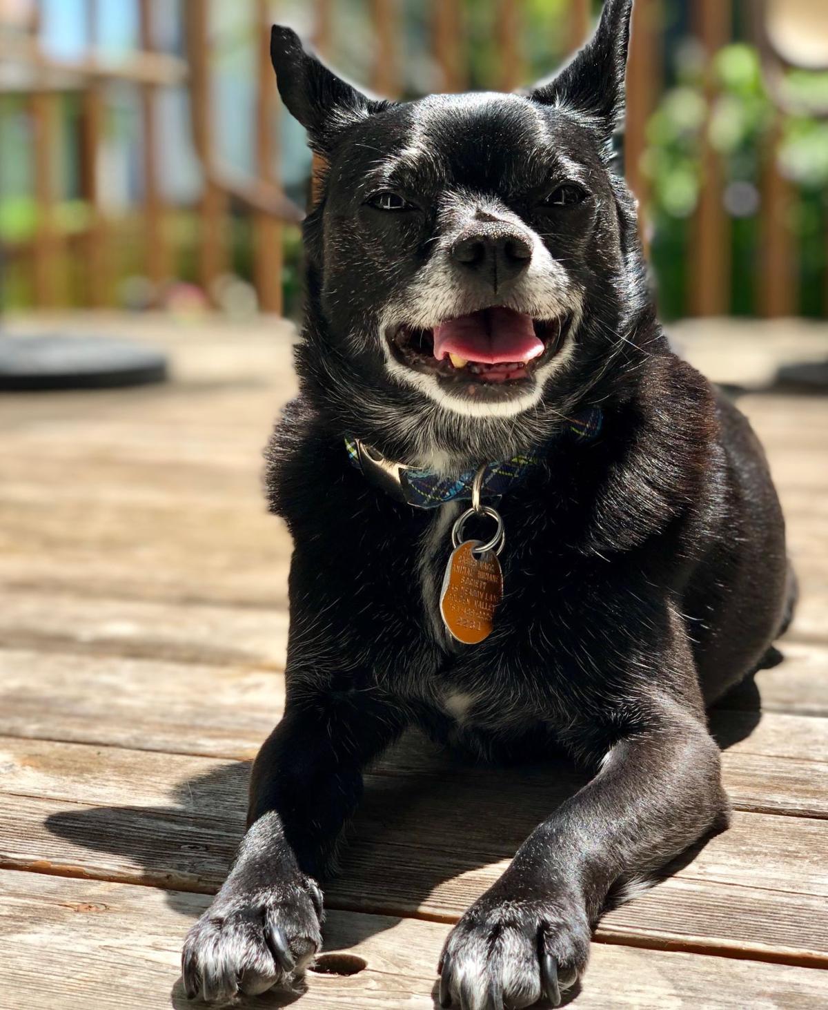 Is Black Dog Syndrome A Thing Ask My New Pal Mongo Lifestyles