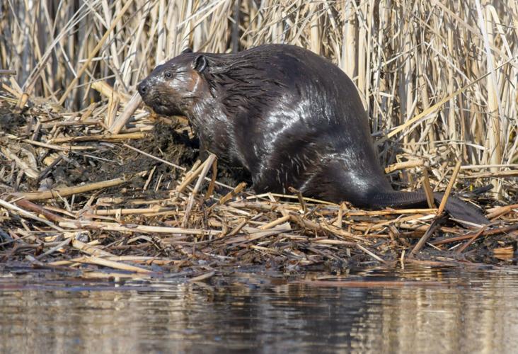 Busy Dam Beavers - dark | Pet Mat