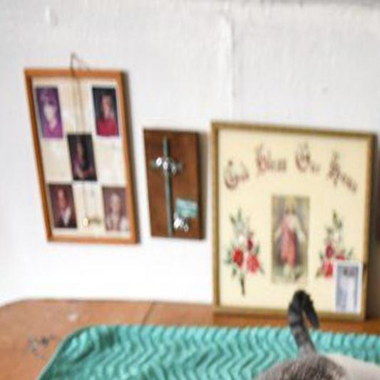 Too Many Cats Hartland Cat Lady At Odds Local News