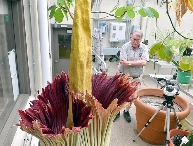 Plug your noses, the corpse flower is blooming at Gustavus | Local News |  mankatofreepress.com