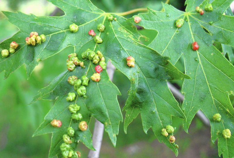 What to do about leaf gall, and best bets for basil Lifestyles