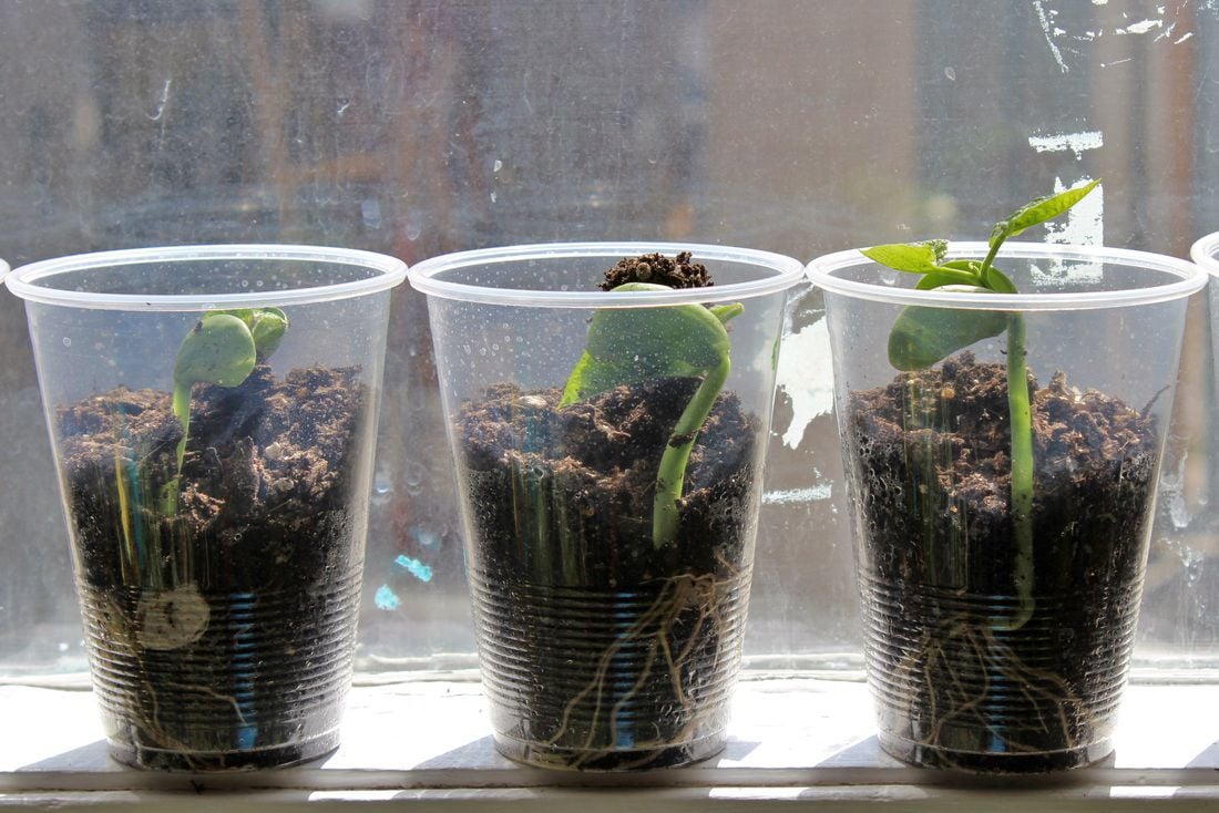 Think twice before ordering trees through catalogs