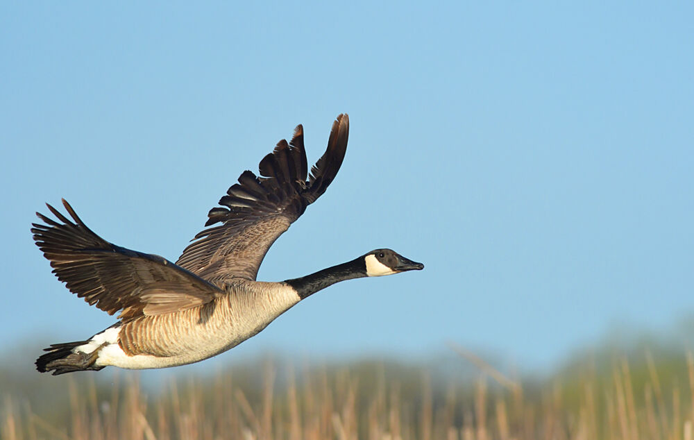 Morrison Veteran hunters are skeptical of proposed waterfowl changes Local Sports mankatofreepress