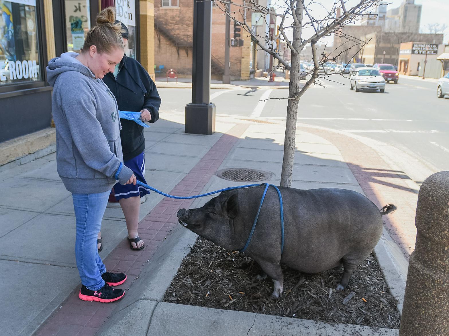 A Pig In The City Mankatoan Looks To Change Local Pet Laws Local News Mankatofreepress Com A Pig In The City Mankatoan Looks To Change Local Pet Laws Local News Mankatofreepress Com