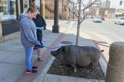 A pig in the city? Mankatoan looks to change local pet laws ...