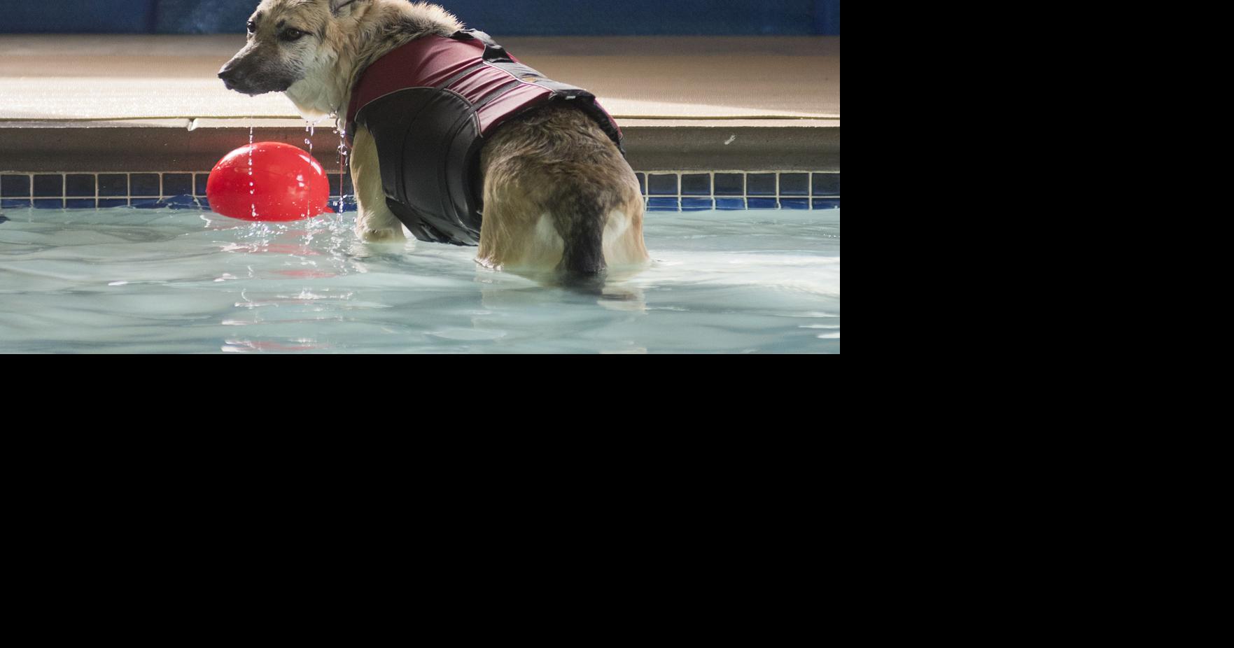 Dogs can take their last laps at the Paw pool | News ...