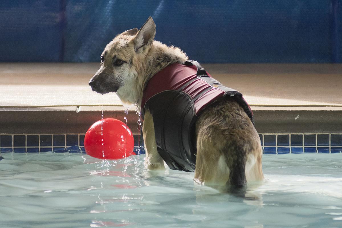 Dogs can take last laps at the pool | |