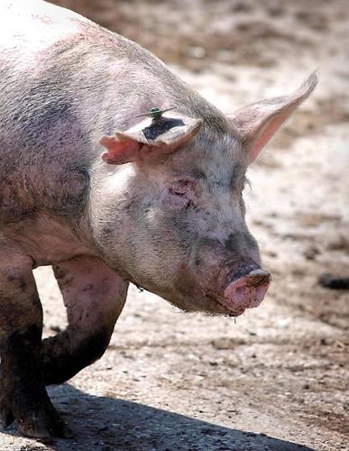 Hog farmers may be forced to kill, dispose of 200,000 pigs