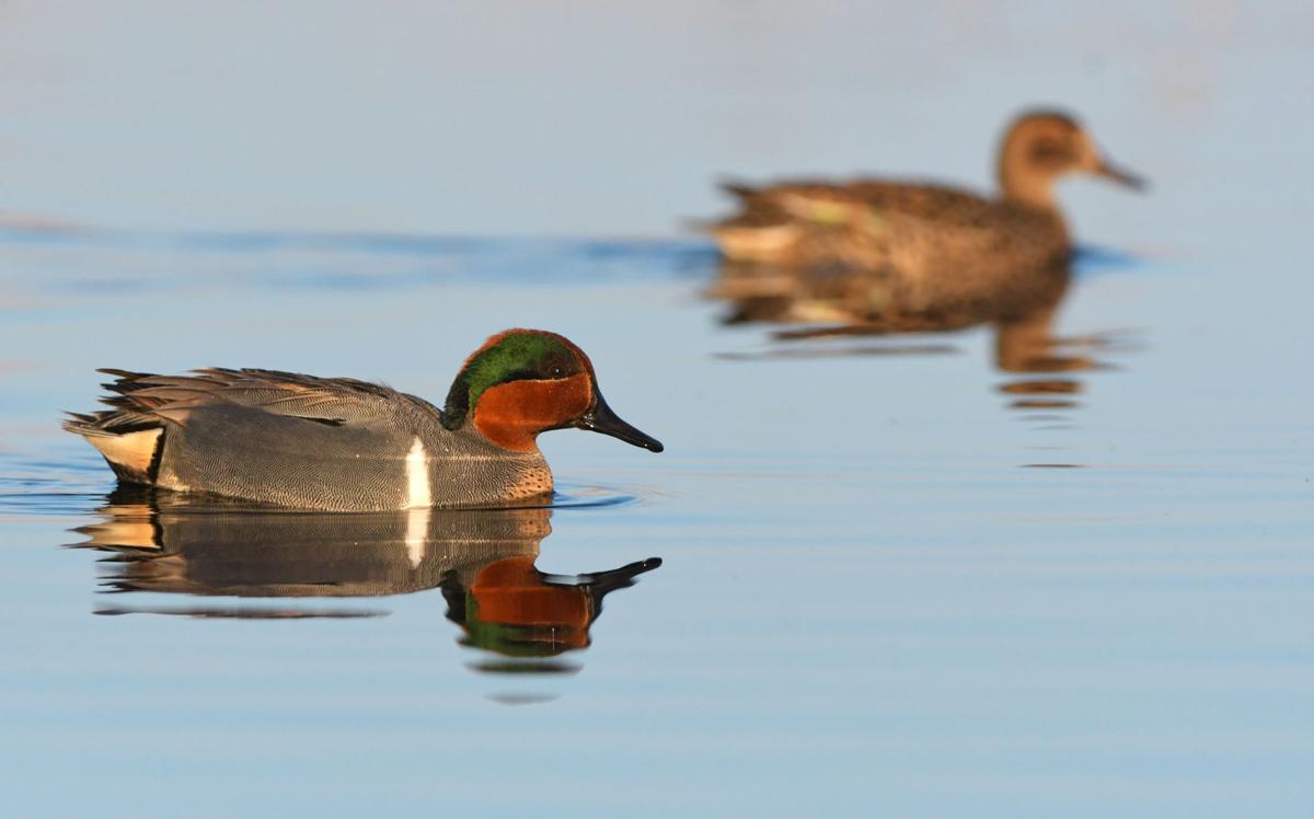 Morrison Good Old Days Of Springtime Waterfowl Watching May Be