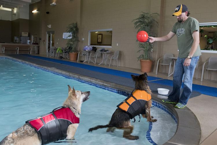 Dogs can take their last laps at the Paw pool | News ...