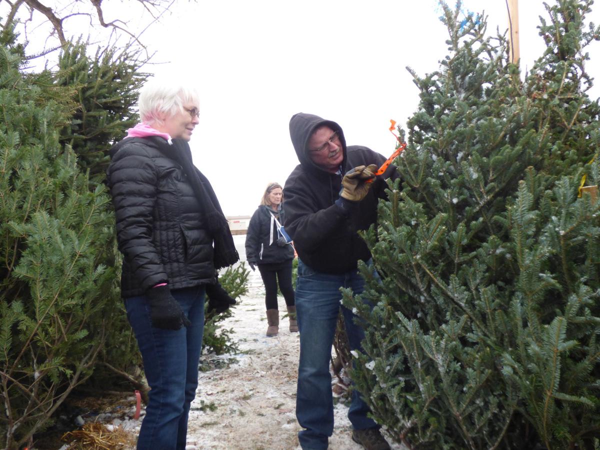 Y S Club Holds Christmas Tree Sale Local News Mankatofreepress Com