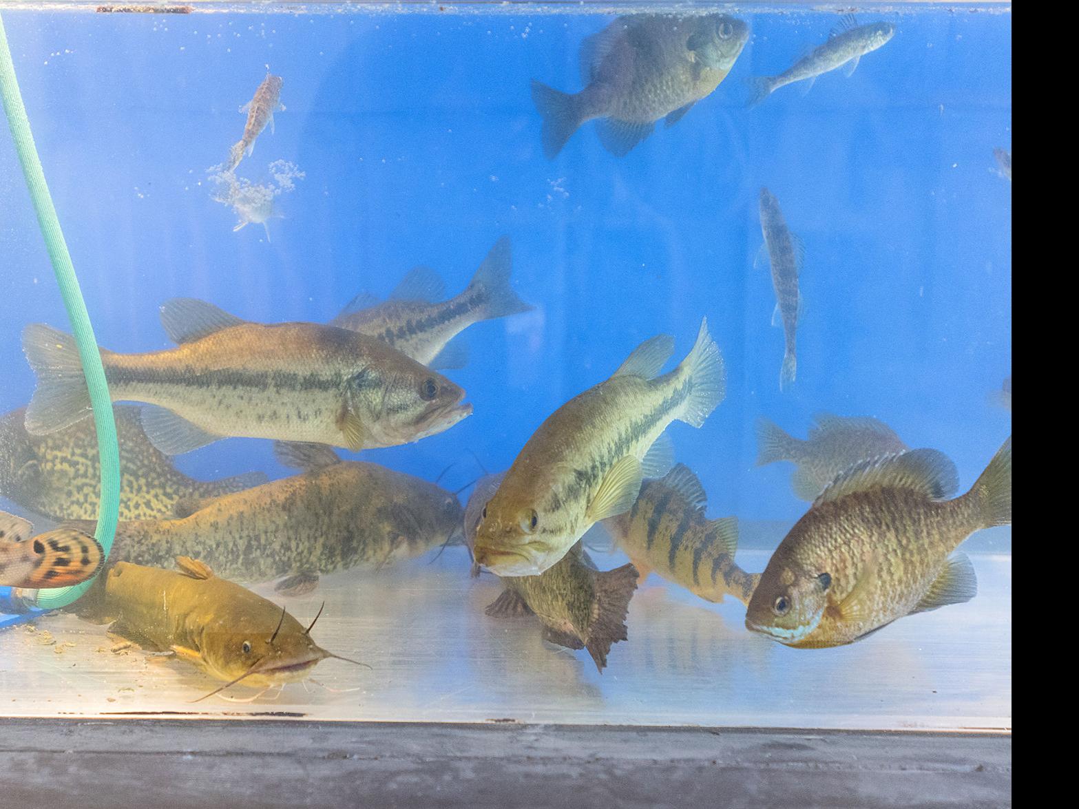 Needed funding for Waterville hatchery included in Walz ...