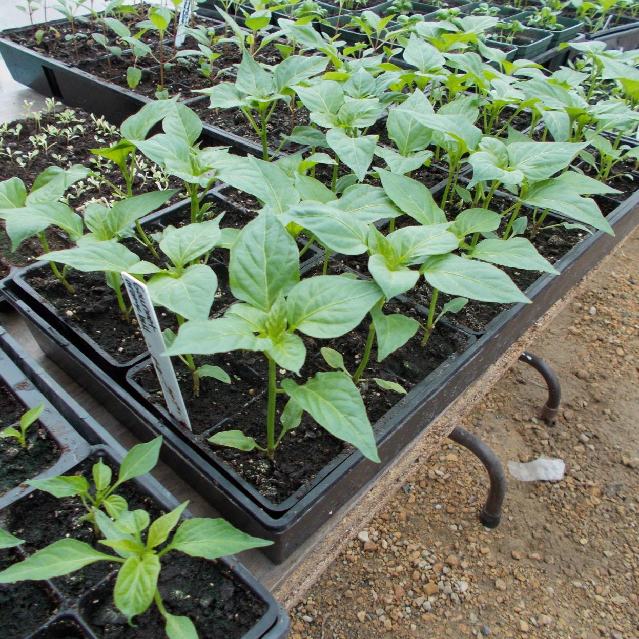 Gardening Column Big Tips On Fertilizing Your Garden Lifestyles