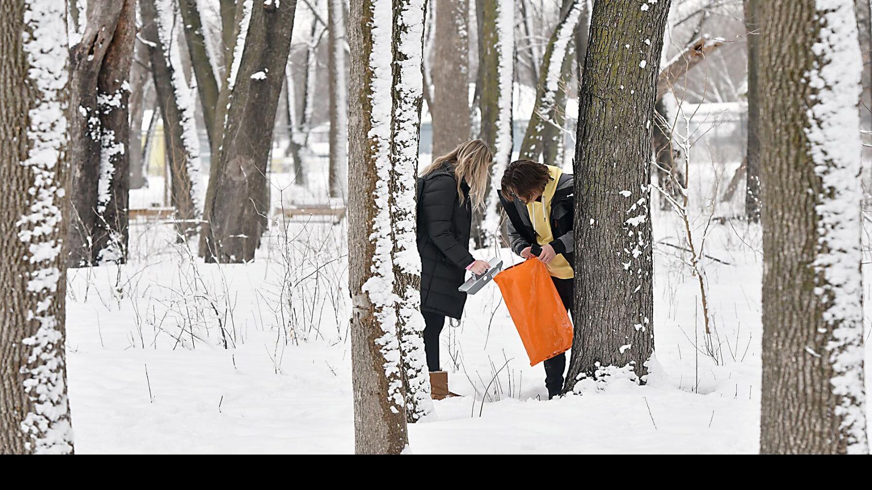 Mankato East wildlife ecology students tap into silver maple ...