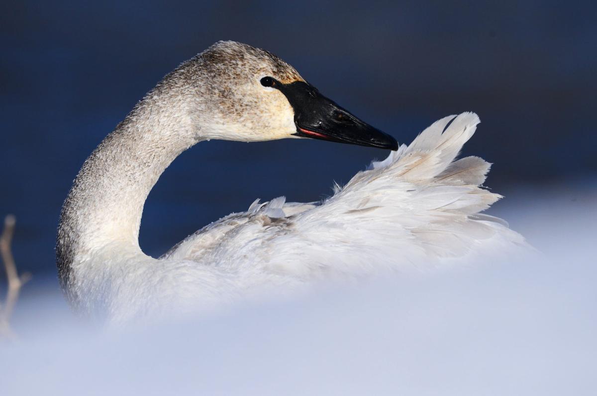 Swans Have Come Back >> Outdoors Trumpeter Swans Have Made Historic Comeback In Minnesota Swans Have Come Back >> Outdoors Trumpeter Swans Have Made Historic Comeback In Minnesota