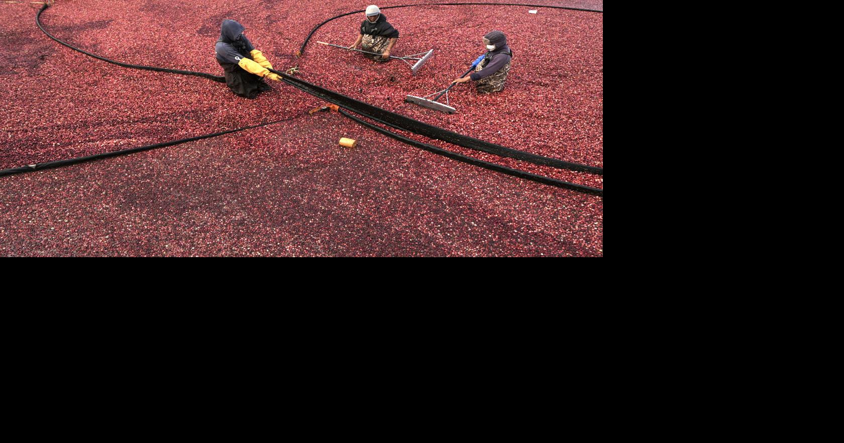 Massachusetts cranberry bogs getting a second life