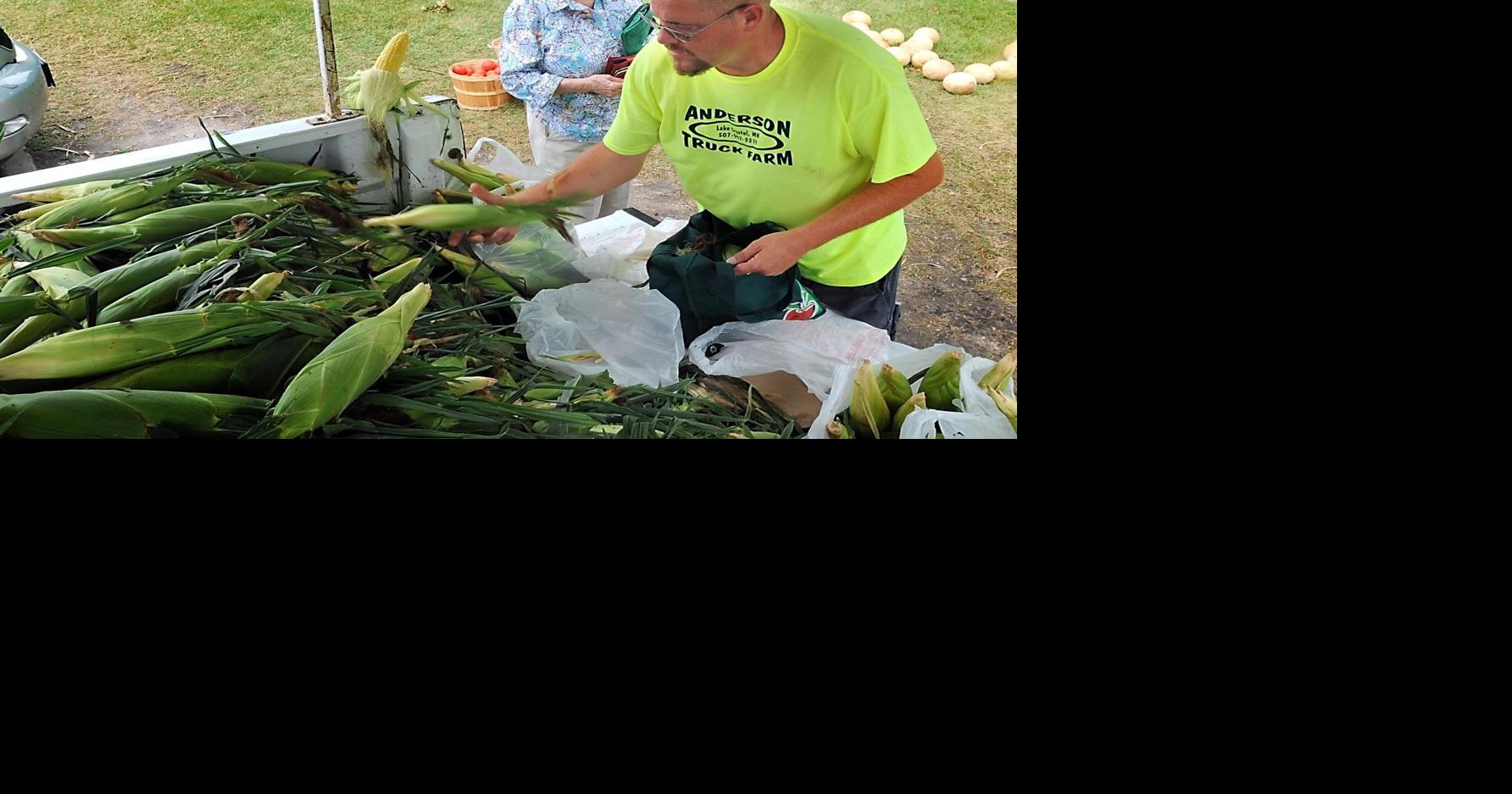 Tough year for some south-central Minnesota sweet corn growers | Local ...