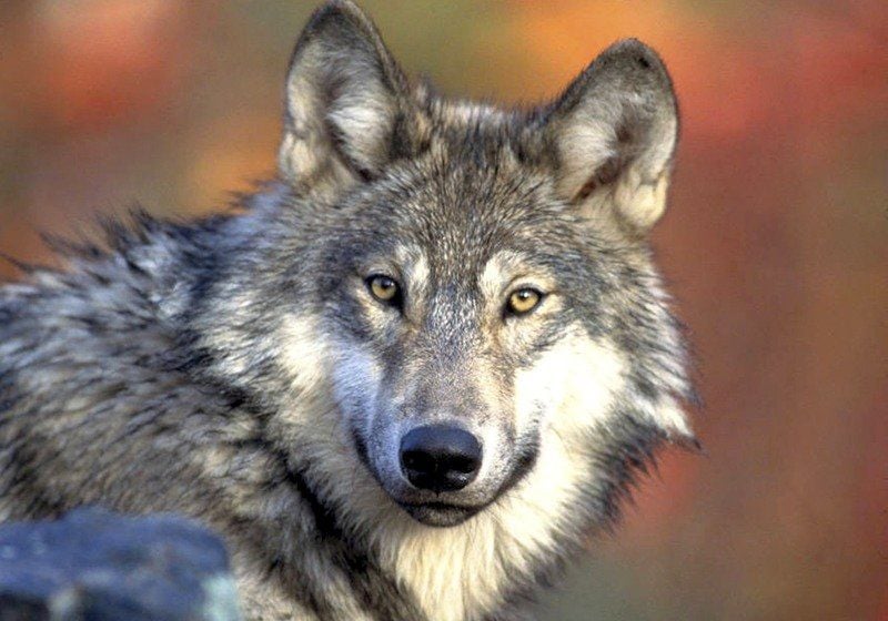 貴重wolfetone pickup gray wolf 新品デッドストック Wolves once trapped, hunted in area | Local News