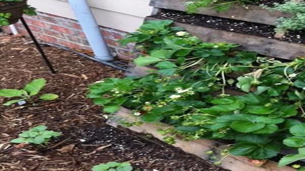 Put Your Leftover Fireplace Ash In The Garden Lifestyles