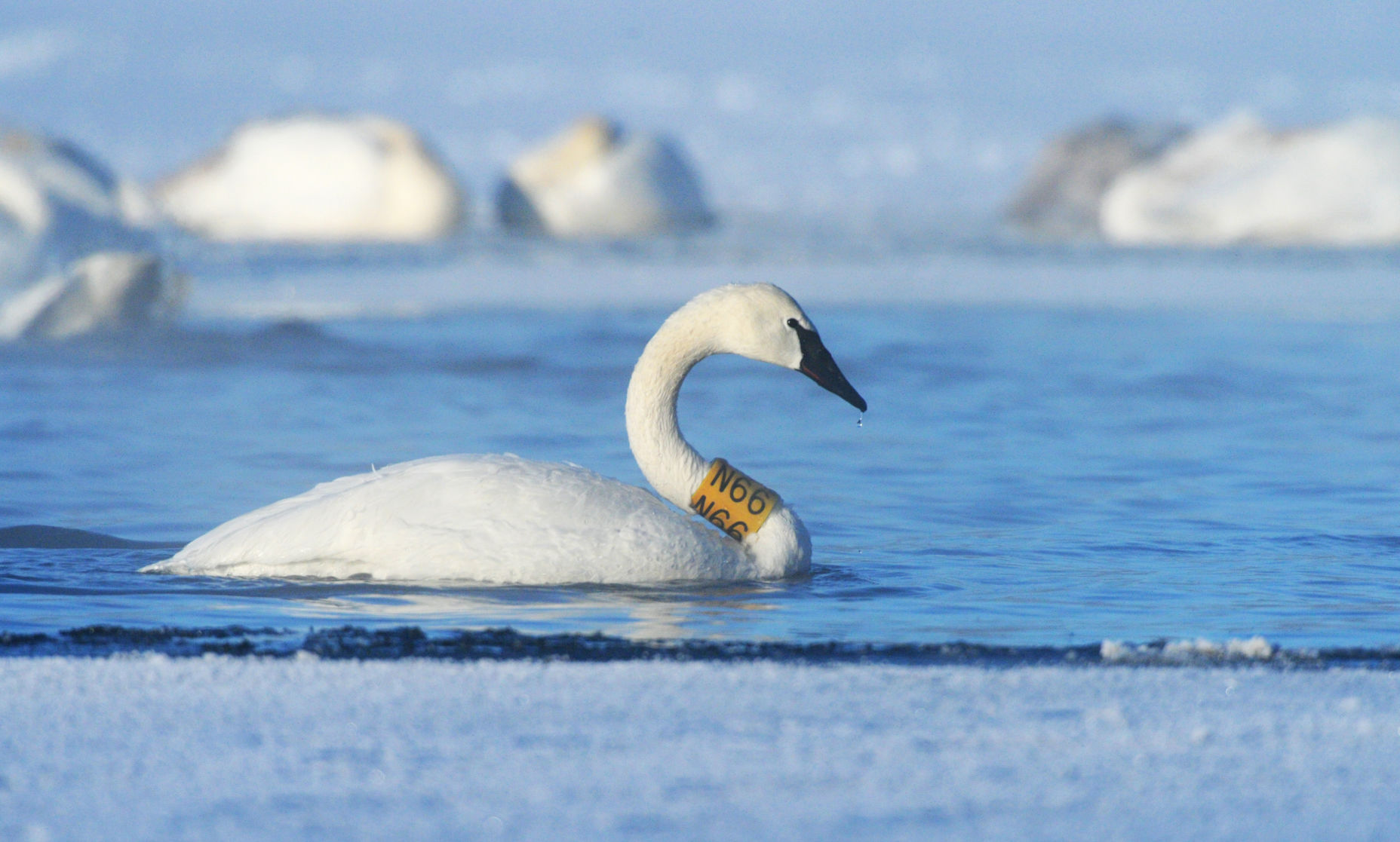 Outdoors: Trumpeter Swans Have Made Historic Comeback In Minnesota ...