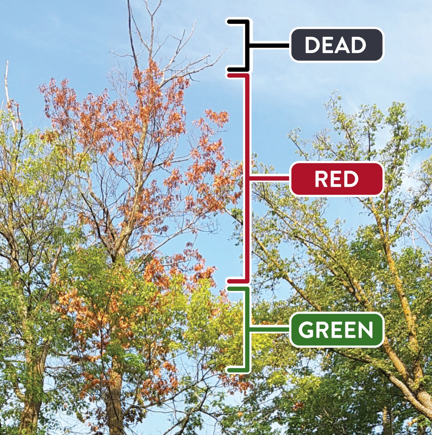 Drought Insect Some oaks affected by drought, insect infestation | Local News ...