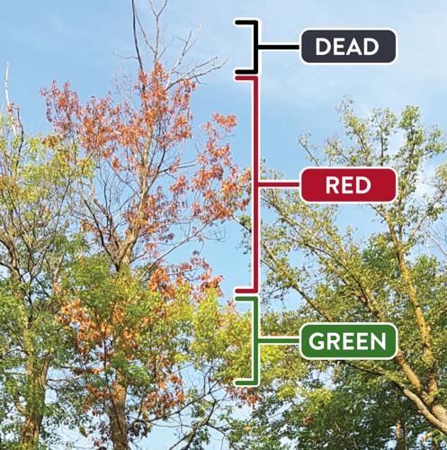 Some oaks affected by drought, insect infestation | Local ...