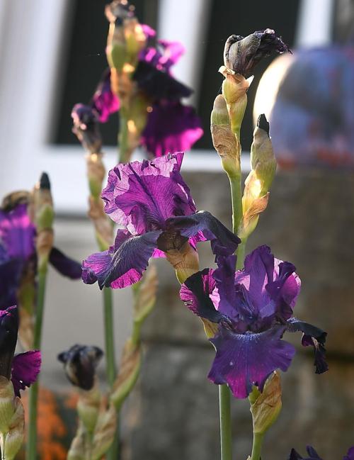 Bloomin' Irises