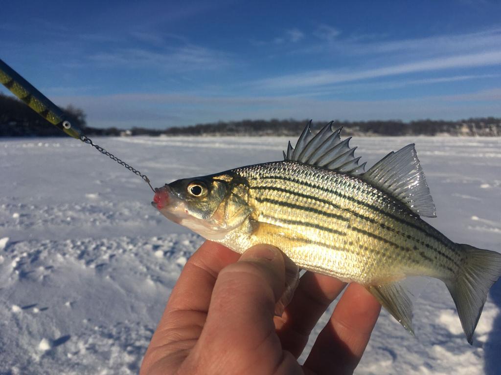 Heilman: Yellbow bass quickly take over at Fairmont lake, Local Sports