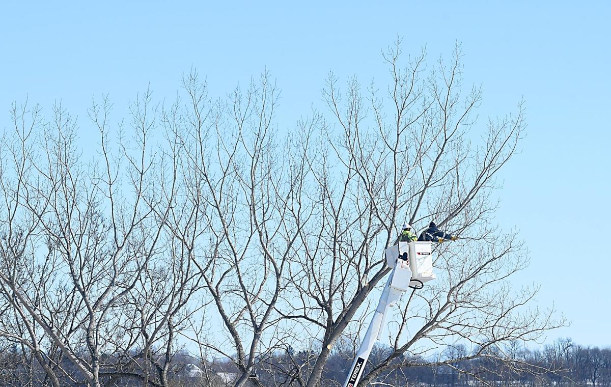 Tree Pruning & Removal: Sorenson Tree Service, LLC - Madelia & Mankato, MN