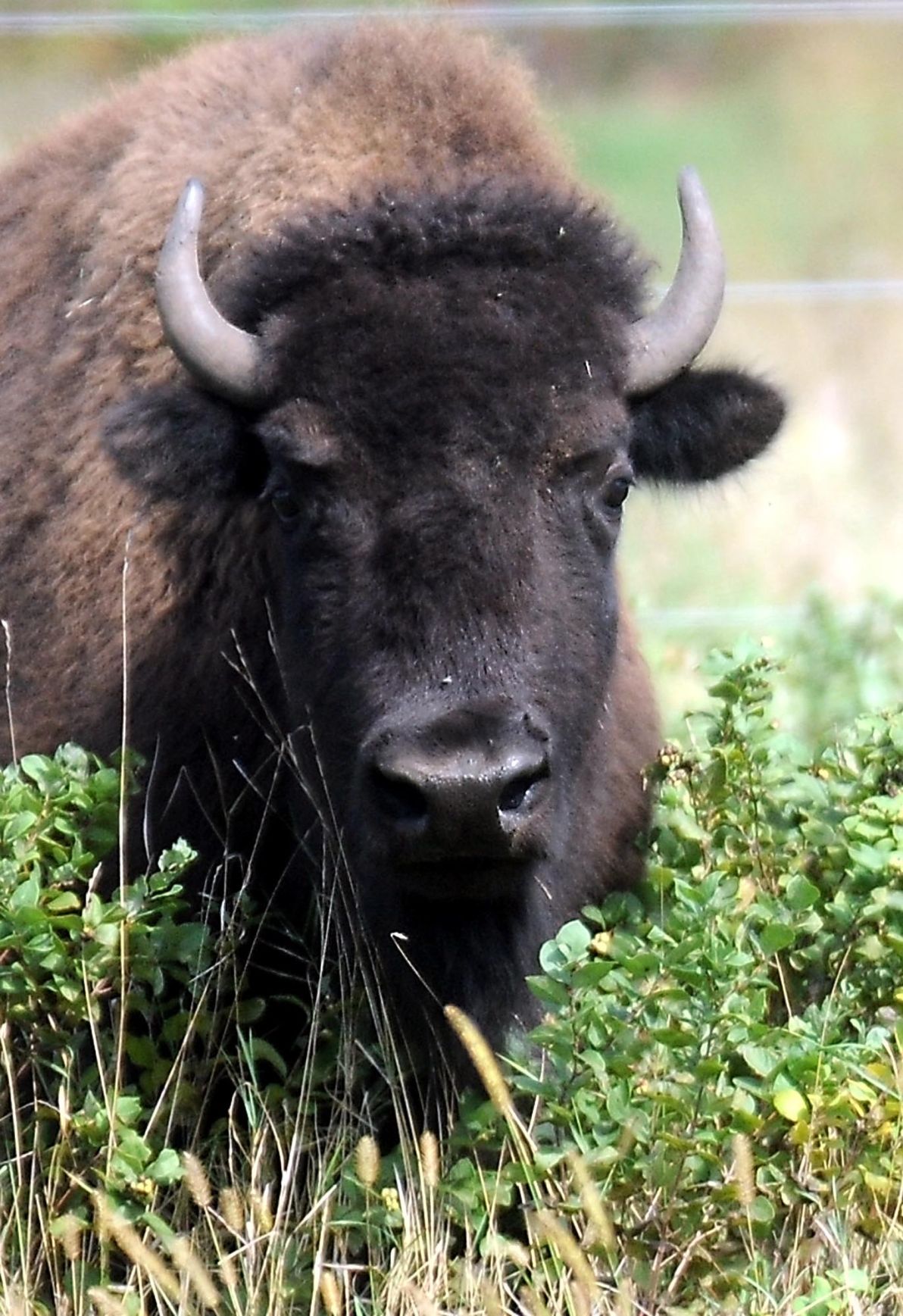 New bison herd runs free at Minneopa | News | mankatofreepress.com