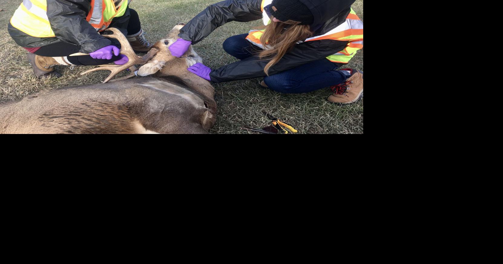 Heilman Test kits are important tool to limit CWD Local Sports