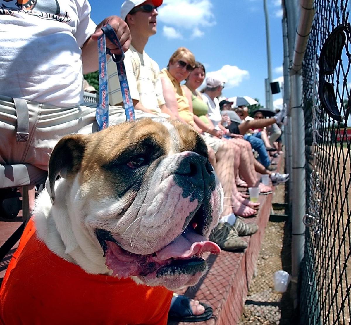 Dogs Down Bucks - Mankato MoonDogs