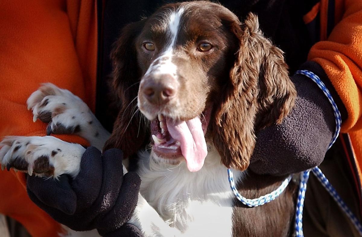 Competition Showcases Dog S Handler S Skills Sports Mankatofreepress Com