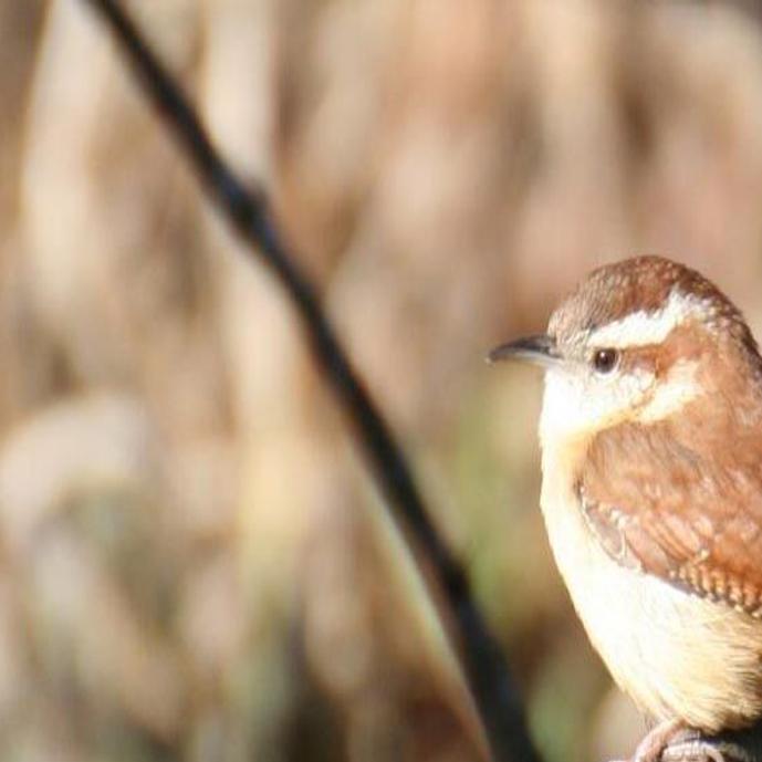 Christmas Bird Count 2022 Montana Warm Weather Factored Into Recent Christmas Bird Count | Local News |  Mankatofreepress.com